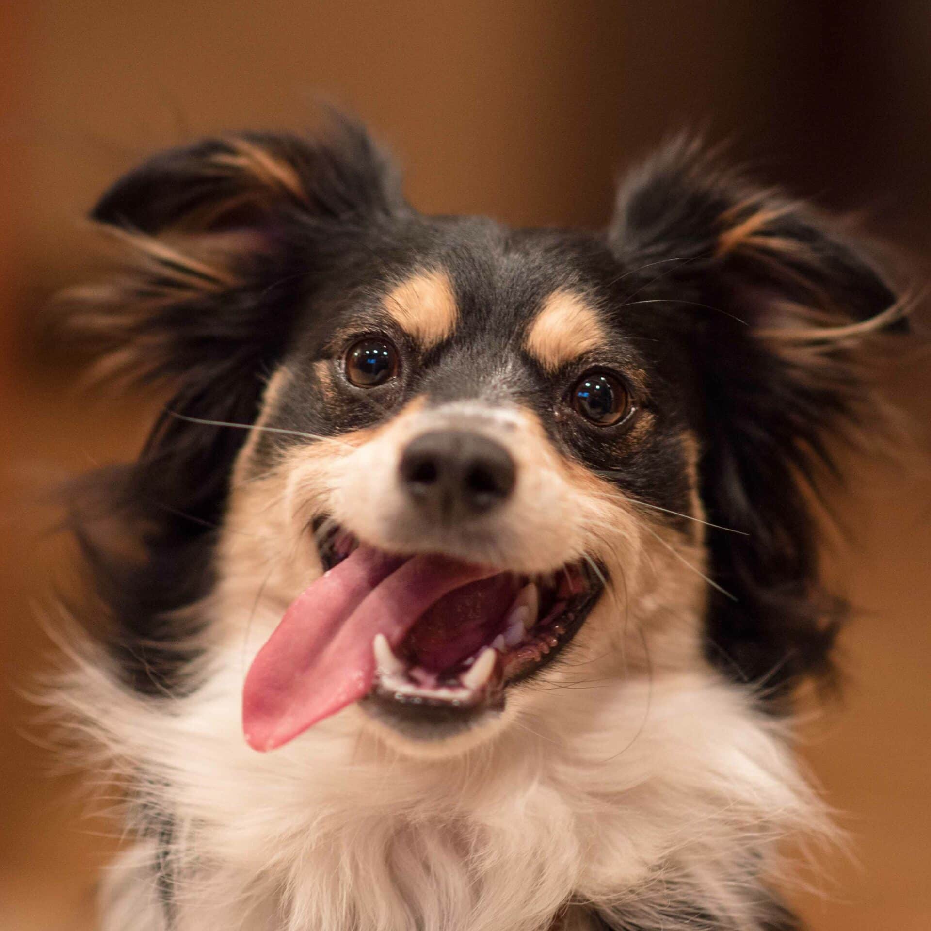 Care, Commitment, and Compassion — Generations of Pet Dental Care