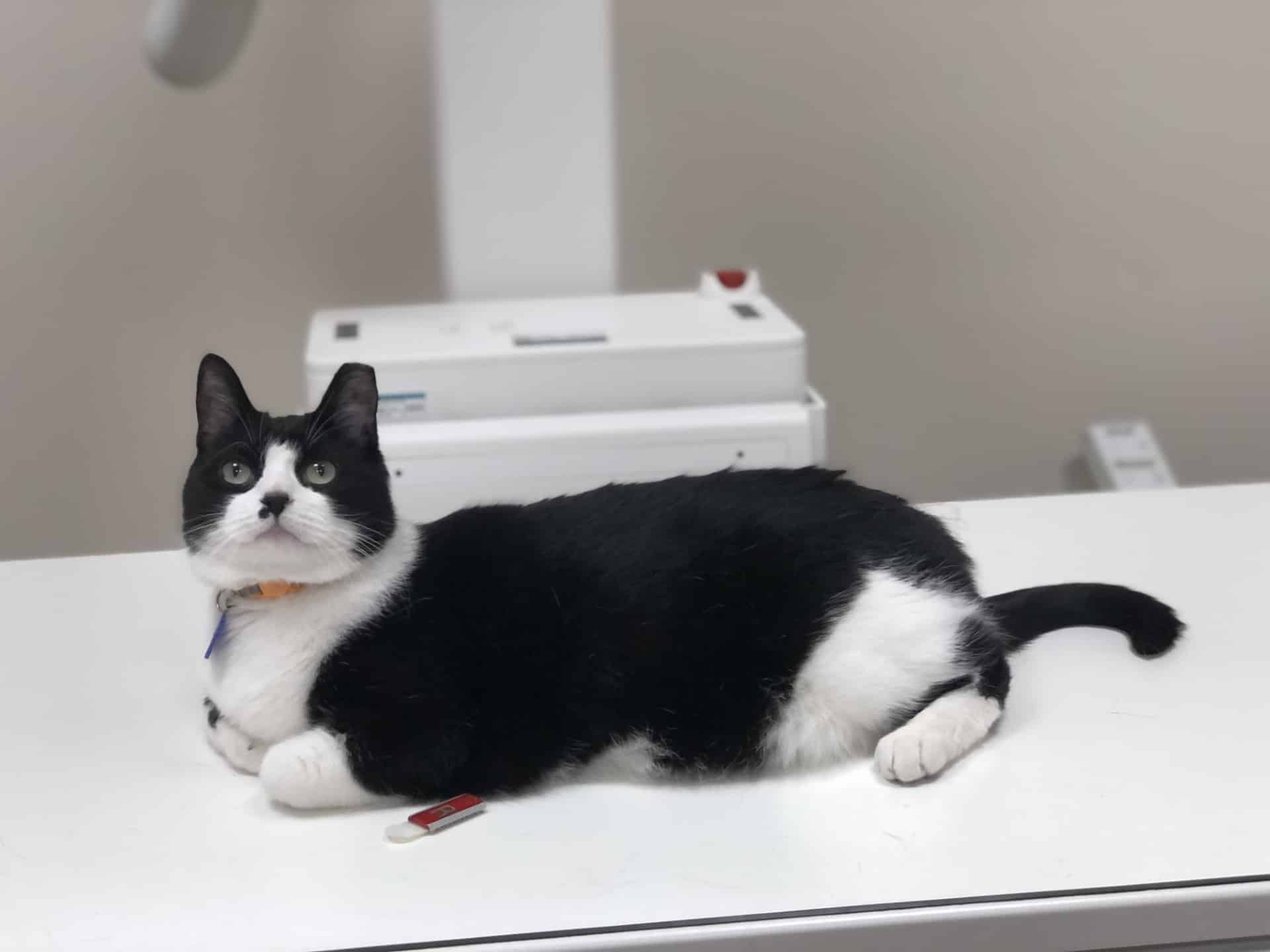 Cat and Dog X-rays and Diagnostics in Phoenixville, PA