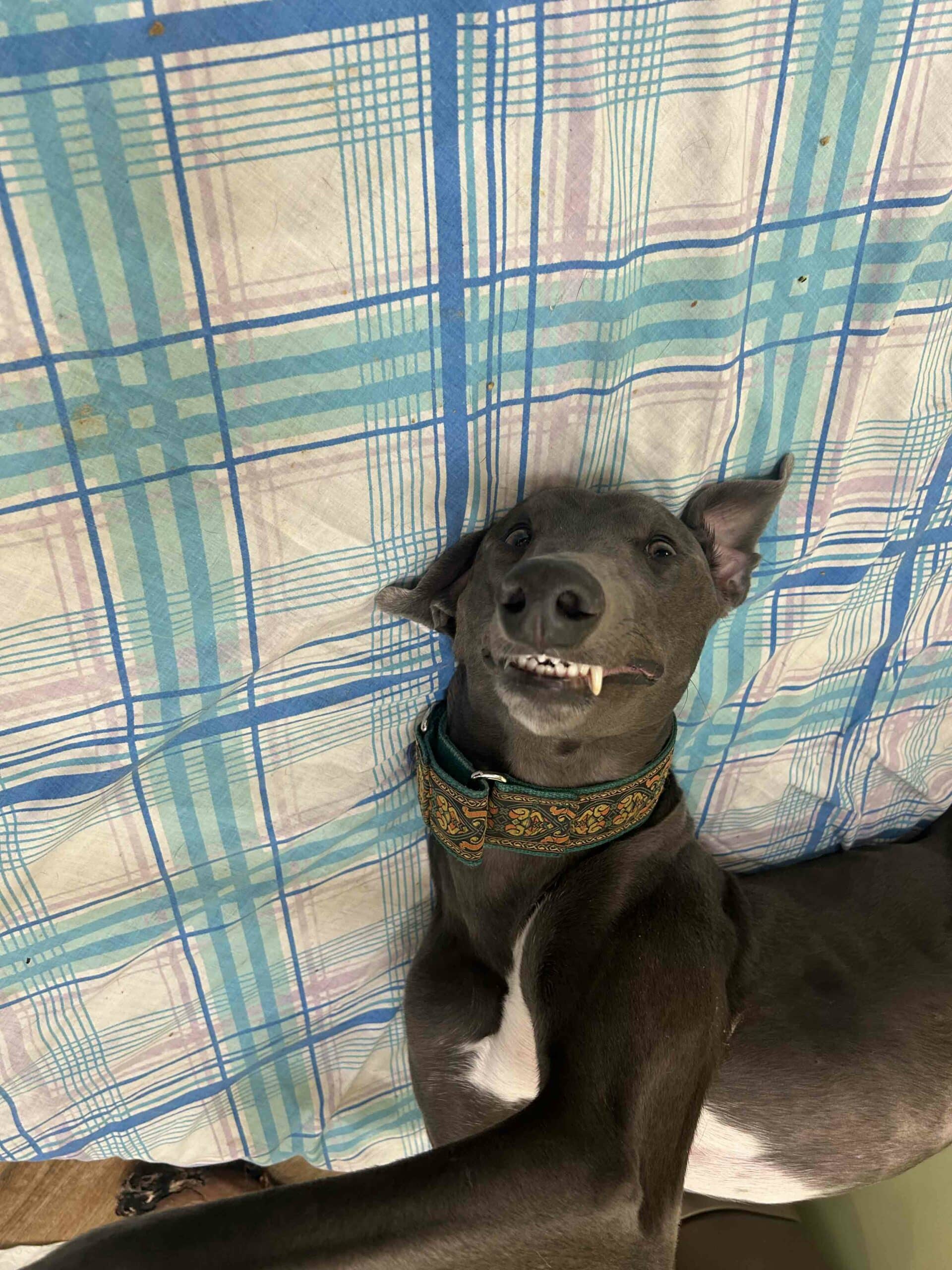 Dental Care FAQ Image