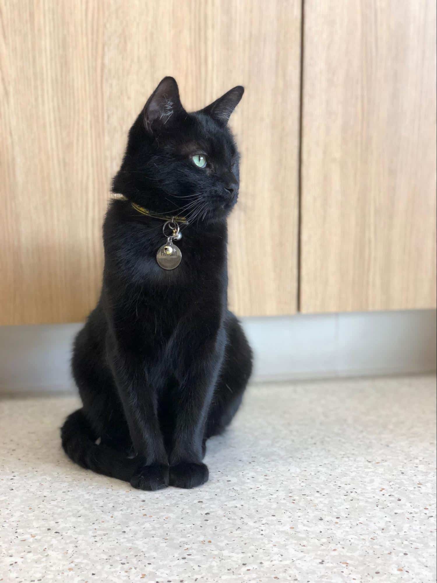 Emergency Urgent Care FAQ Image