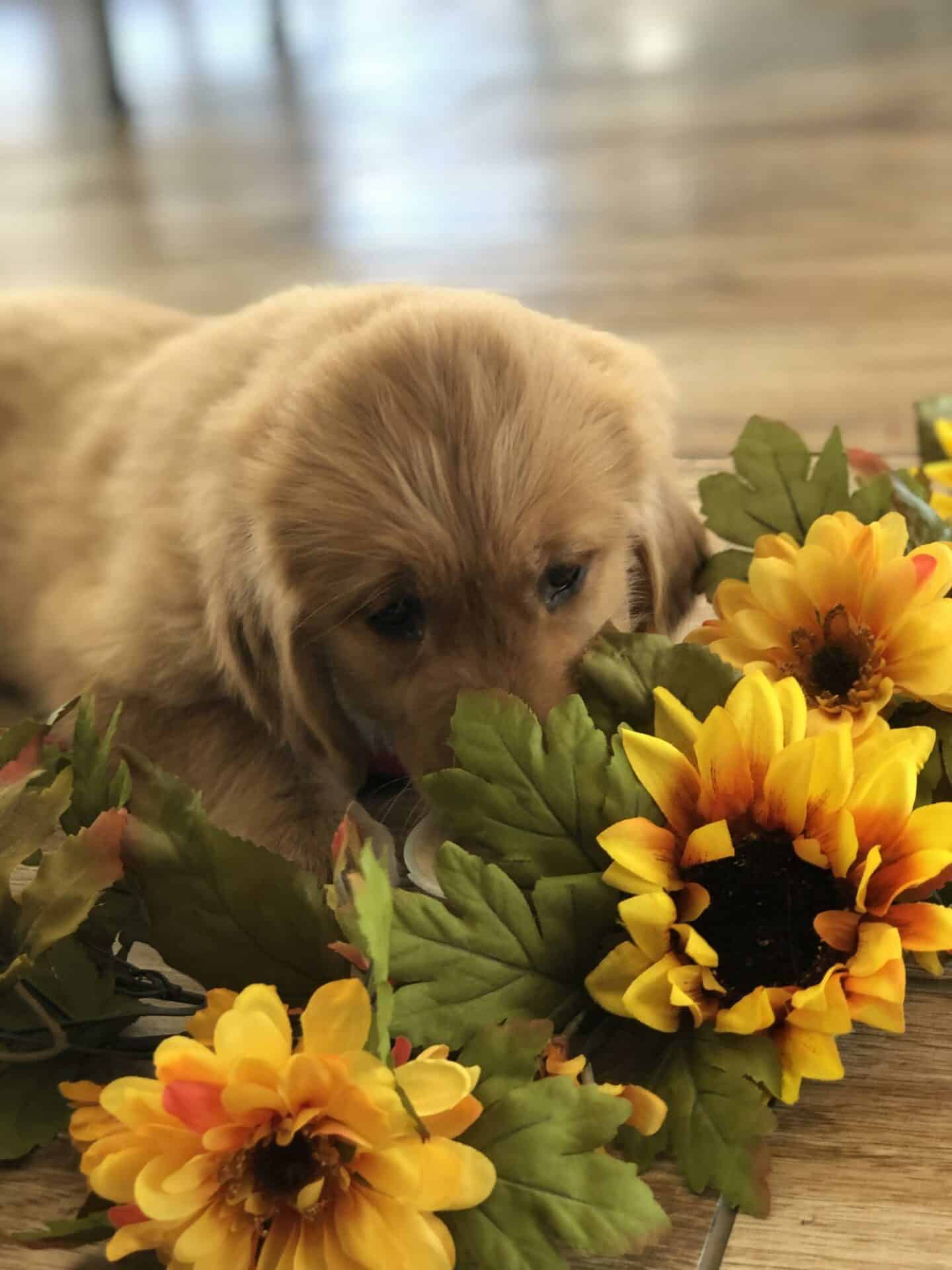 Family-Owned Trusted for Generations