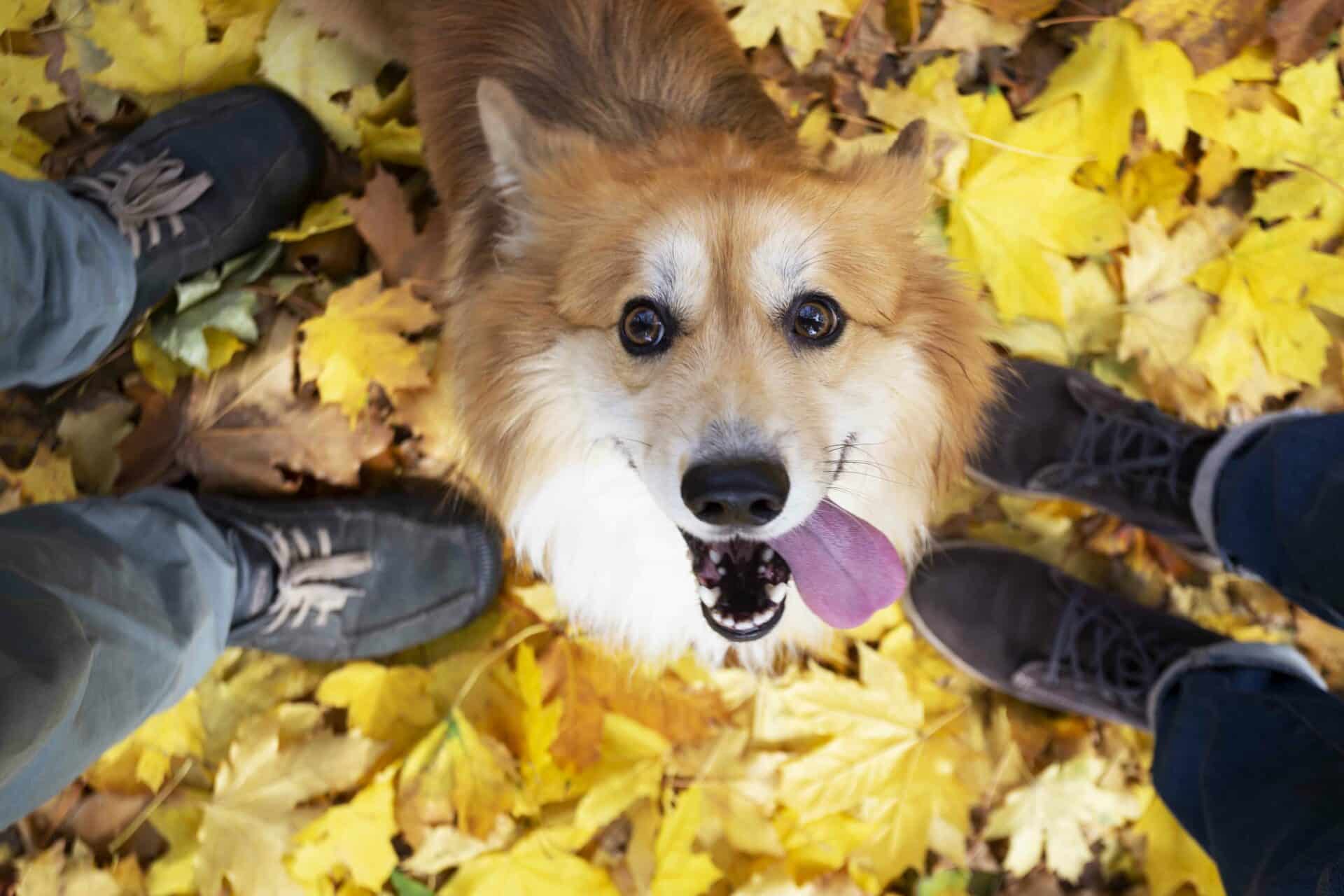 From Sun to Sweater Weather: Helping Your Pet Adjust to Fall in Phoenixville