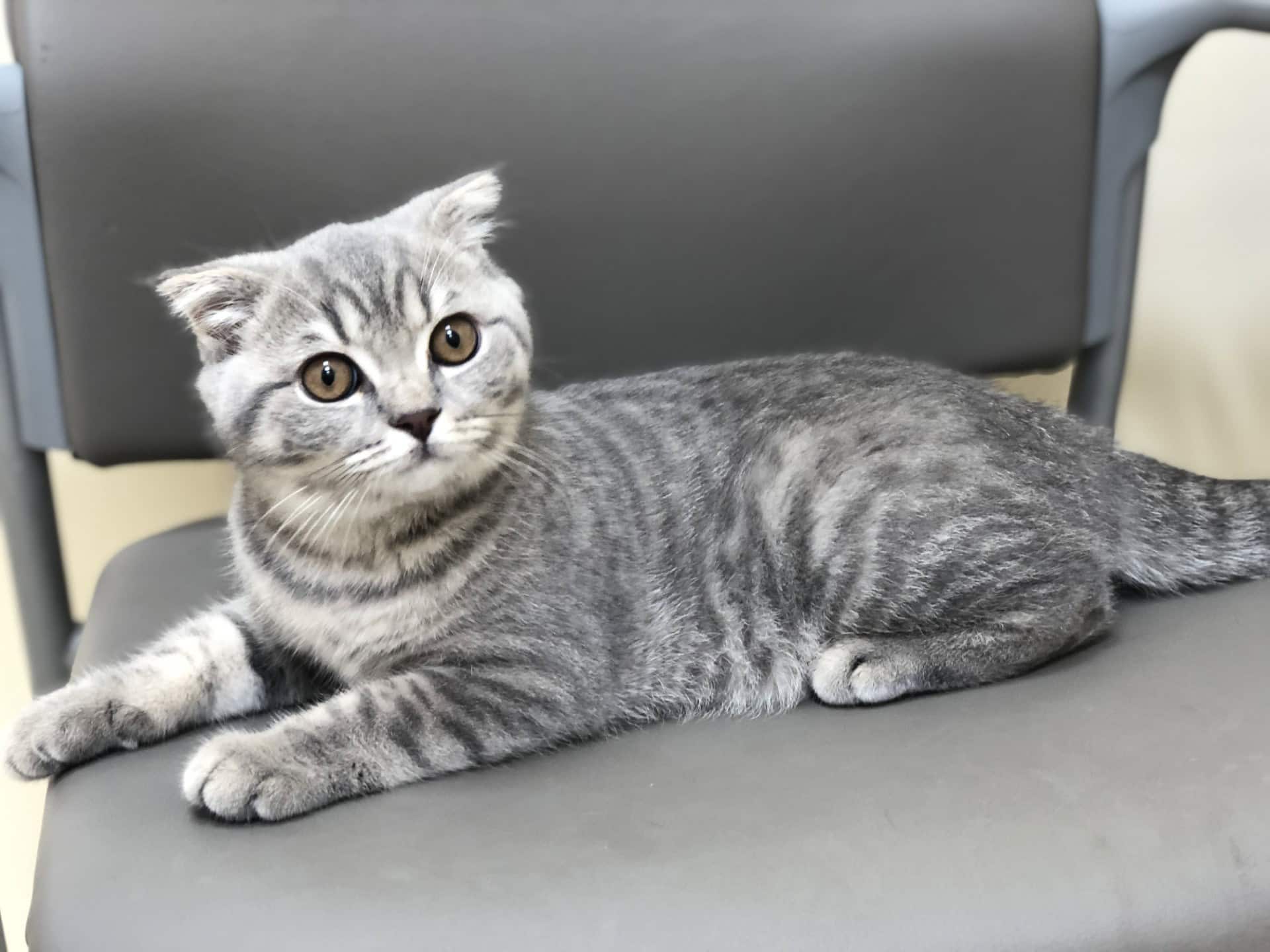 Puppy and Kitten Care