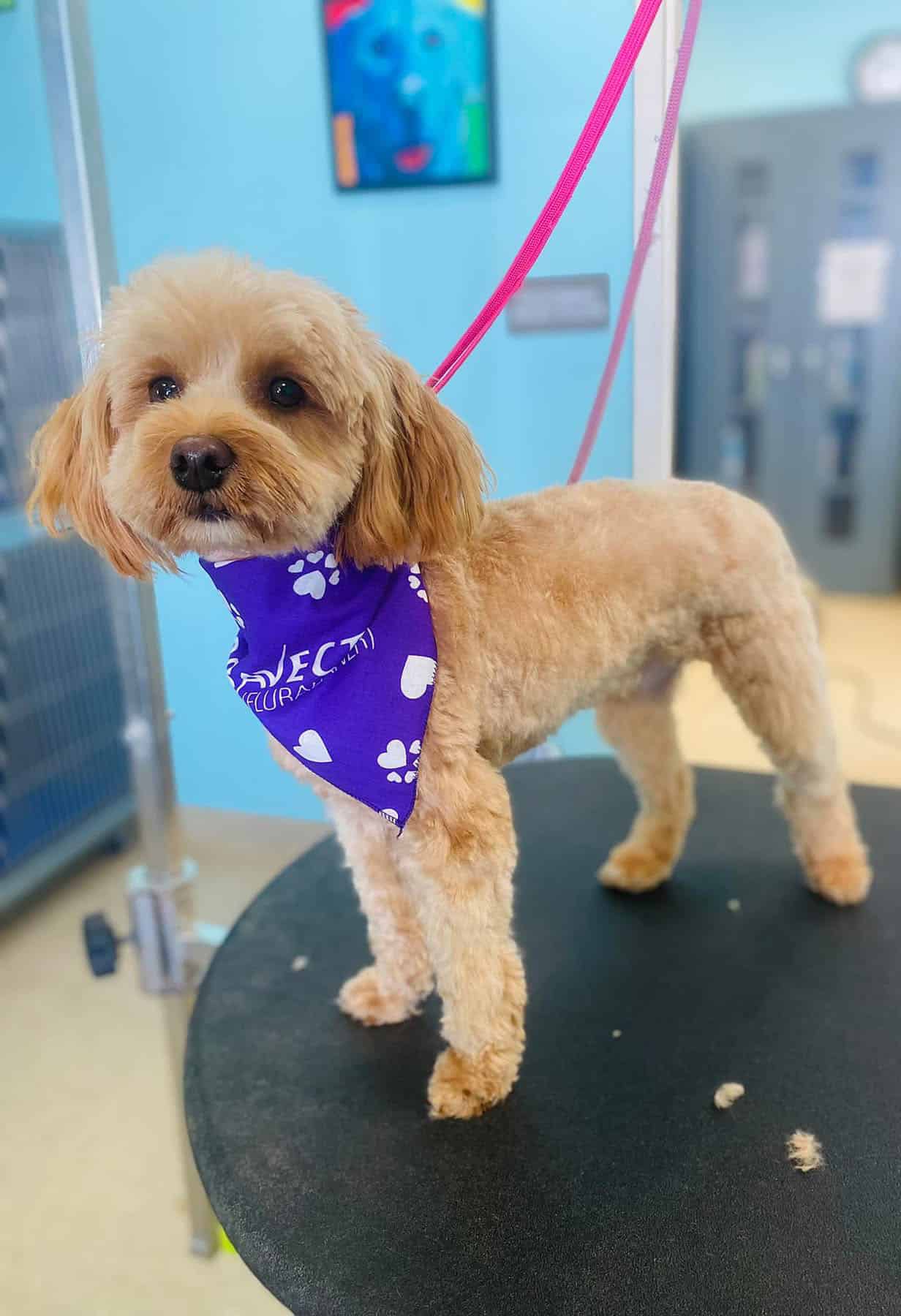 Pet Grooming FAQ Photo