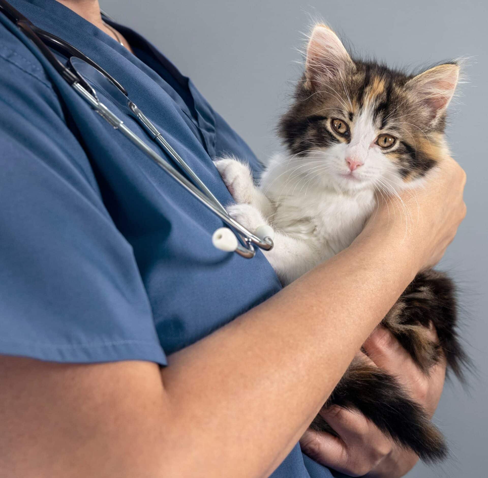 Pet Wellness and Preventive Care in Phoenixville, PA