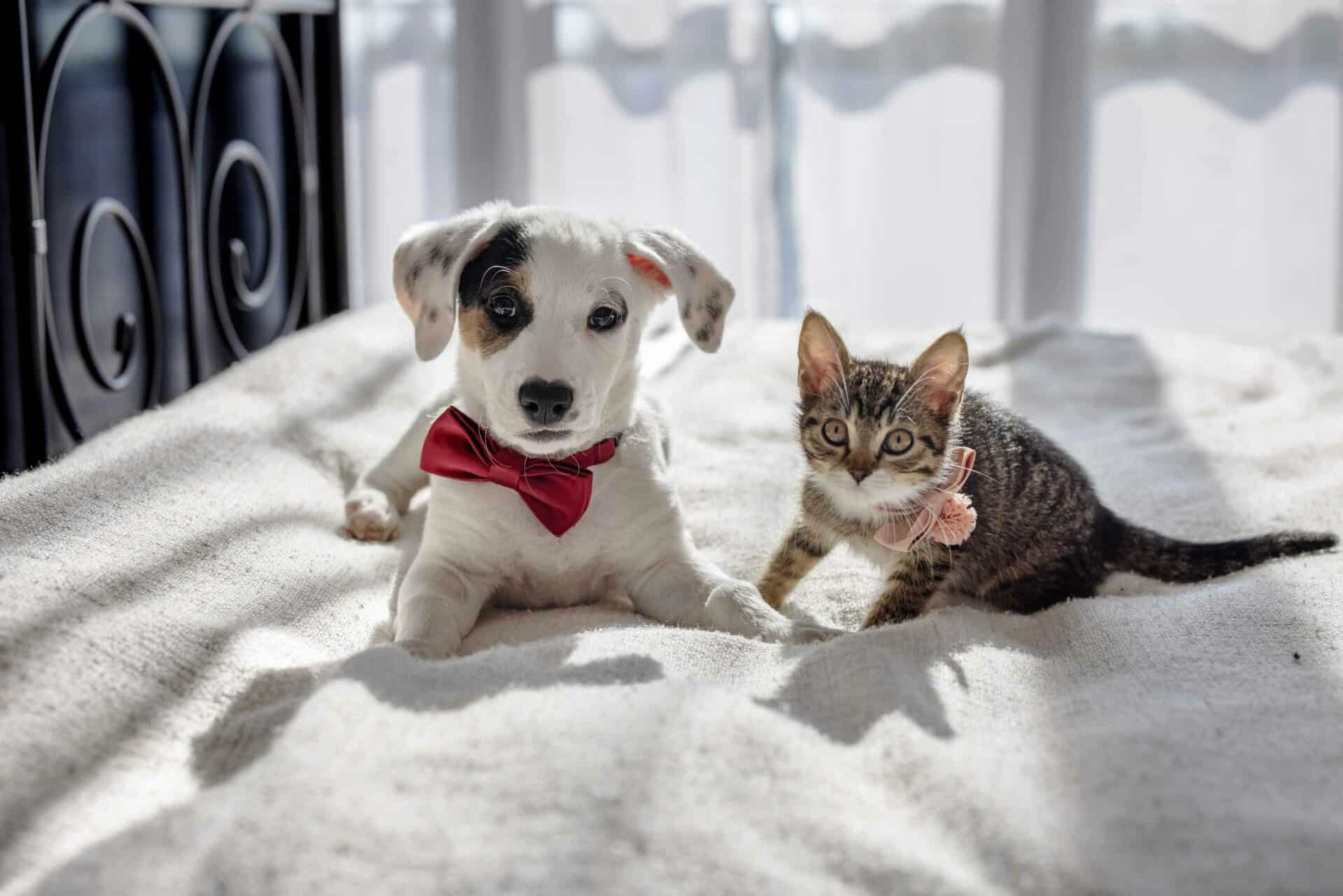 Puppy and Kitten Care