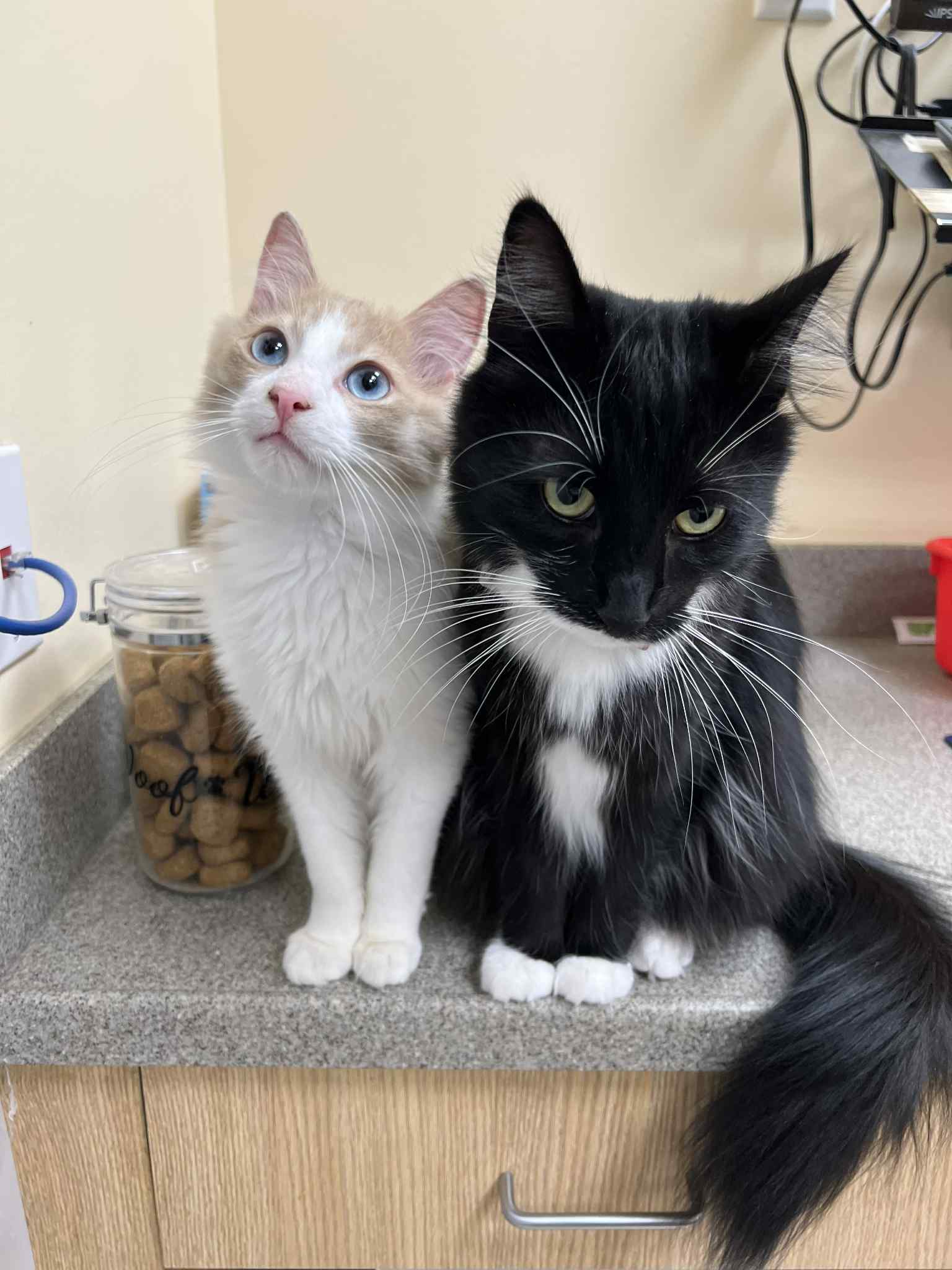 Puppy and Kitten Care Faq Image