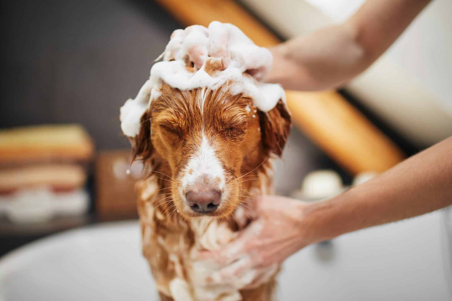 Schedule Your Pet's Pampering Today!