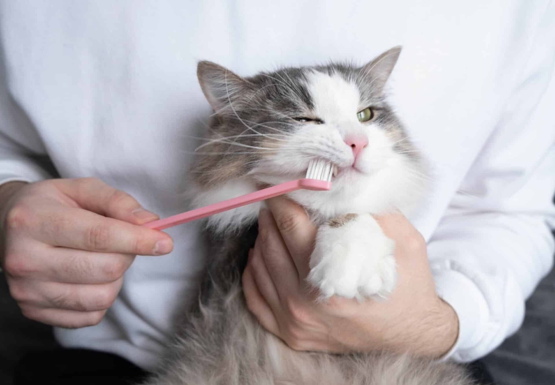 Supporting Your Pet's Dental Health at Home