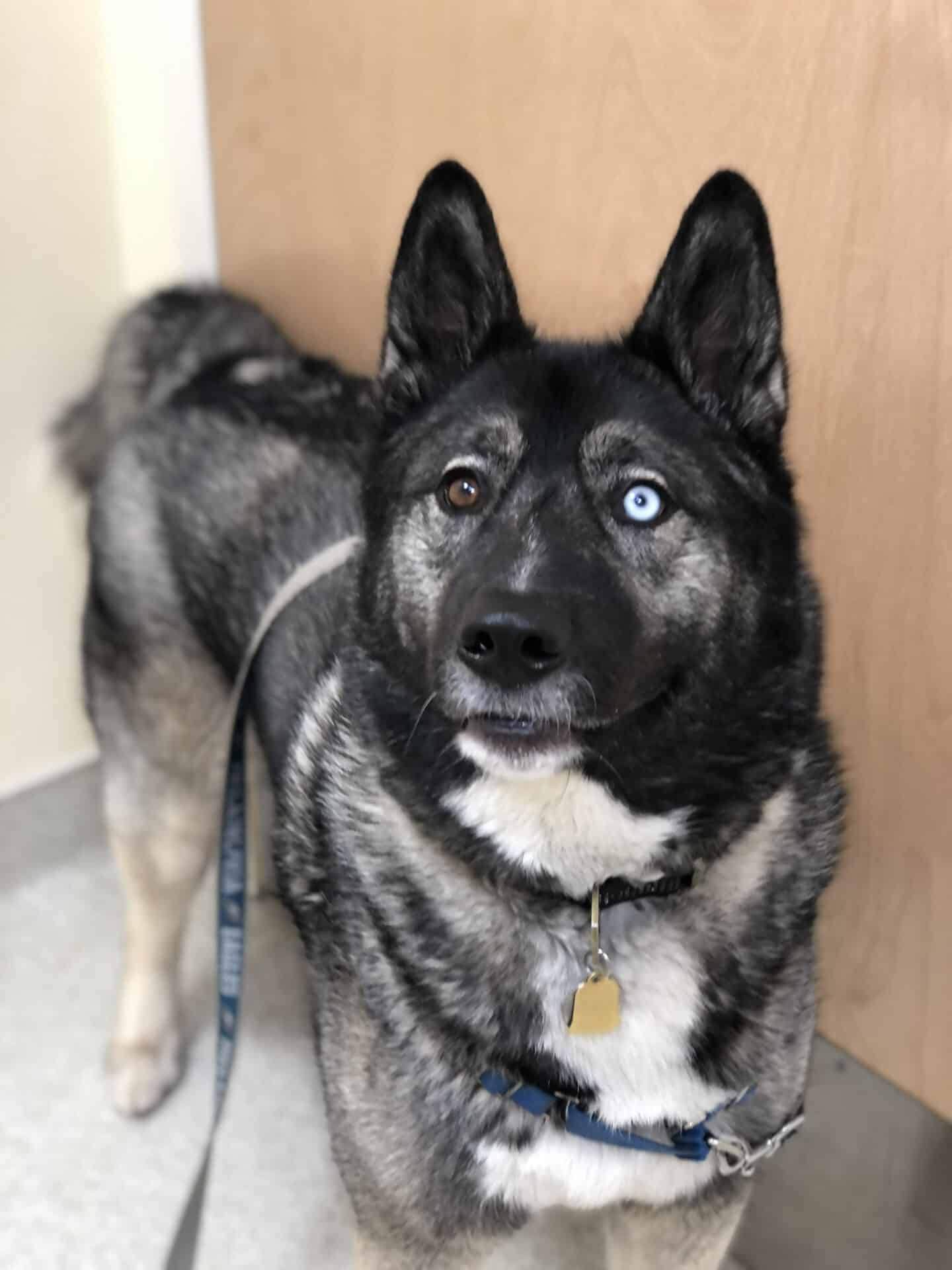 Valley Vet - Frequently Asked Question