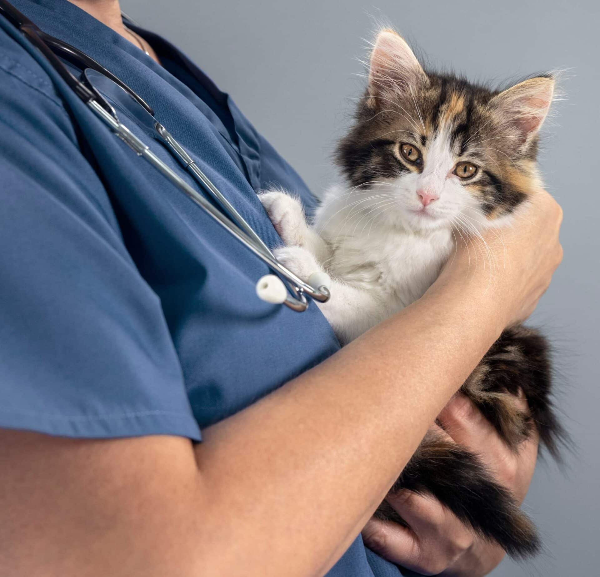 Wellness and Preventive Care