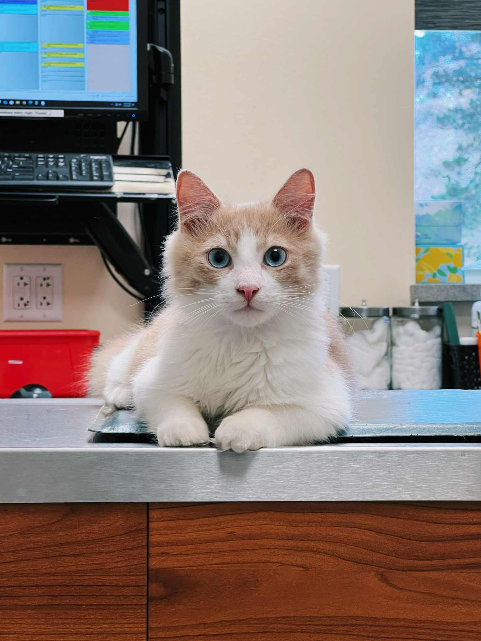 Wellness and Preventive Care FAQ Image